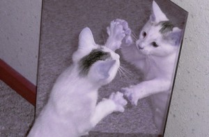 miroir vs chat