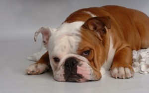 bulldog