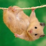 hamster