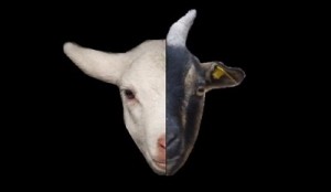 goat lucky