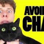 norman avoir un chat