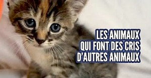 animaux aux cris insolites